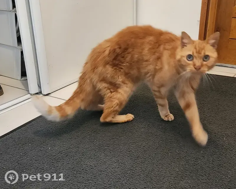 Chat trouvé Neydens - photo