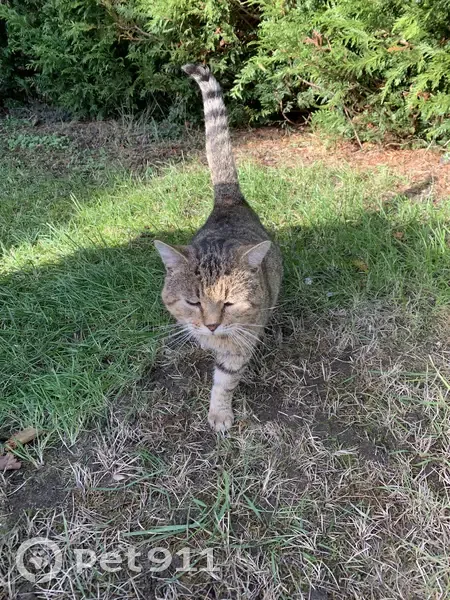 Chat trouvé, gentil et sociable, sans tatouage ni collier - photo