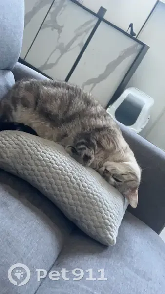Chat disparu, tache cœur patte, non identifié, jamais sorti, Rue Maréchal Foch, Frénouville - photo