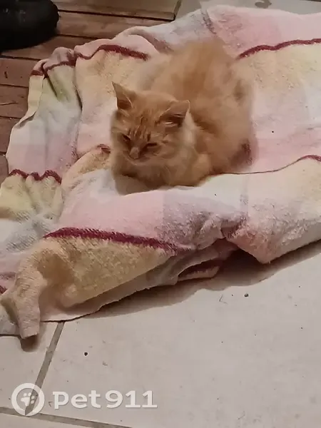 Chat roux perdu, affamé et affectueux cherche foyer - photo
