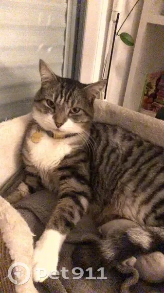 Chat Suki disparu, tigré et blanc, collier rayé, Orléans - photo