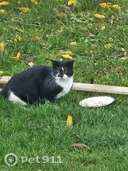 Chat noir et blanc trouvé, cherche nourriture, collier bleu, craintif. Besoin d'informations. Norroy-le-Veneur. - photo