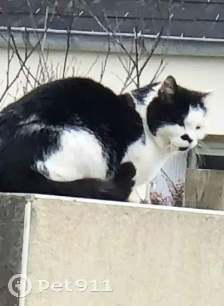 Chat trouvé, Lampaul-Plouarzel (ff486623) - photo