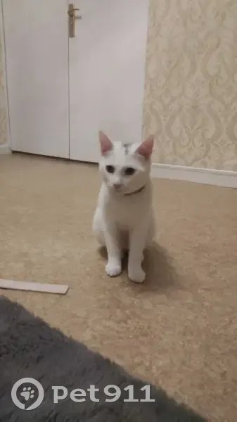 Chat blanc/gris perdu, 7 mois, castré. Rue Marc Sangnier, 27, Angers. - photo
