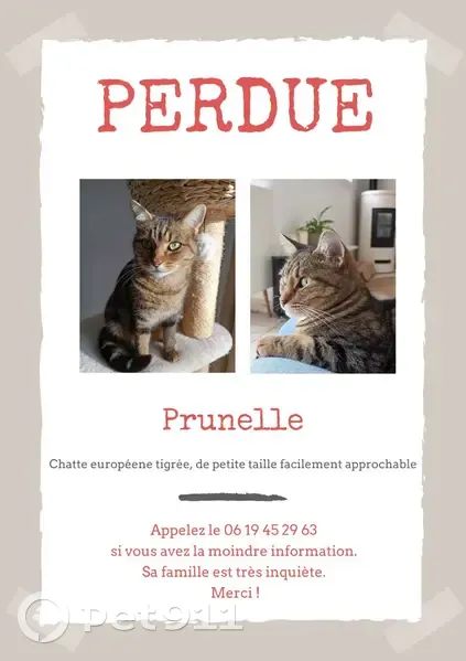 Chat femelle gentille disparu - photo