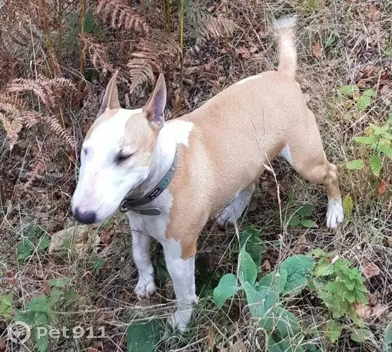 Chien disparu Fille, Béziers (fl486638) - photo