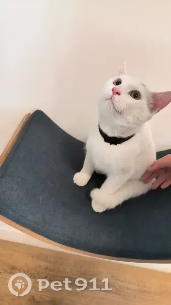 Chat perdu à Angers, rue Marc Sangnier - photo