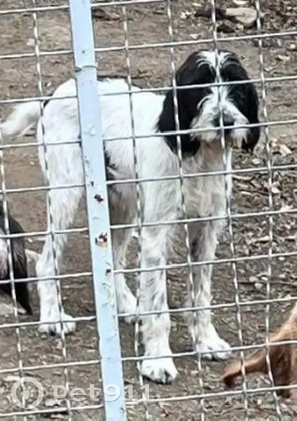 Chien perdu 