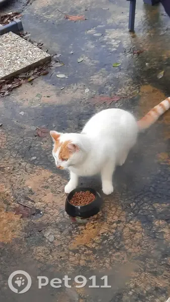 Chat trouvé, en bonne santé, Avenue Marcel Dassault - photo