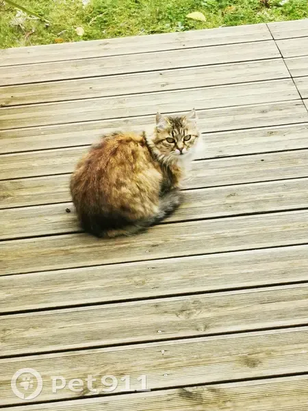 Chat disparu, Route de Tours, Falaise - photo