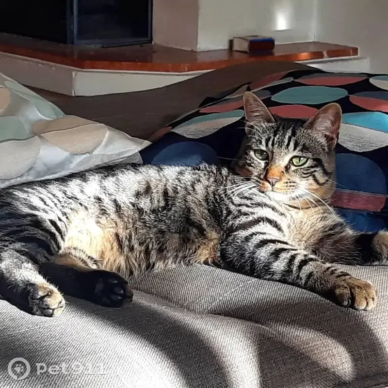 Chat disparu à Nantes - photo