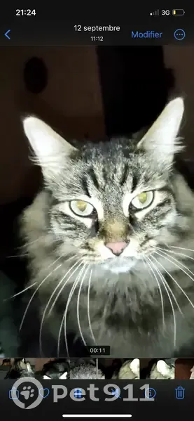 Chat disparu Pondaurat - photo