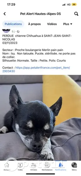 Chien chihuahua noir perdu, trouvé près route, pas rendu - photo