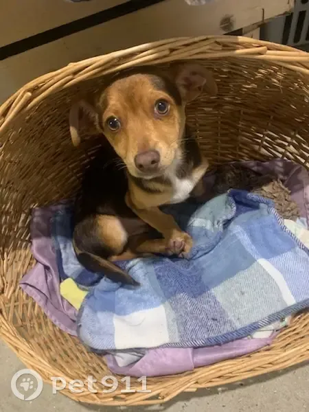 Chien trouvé : Chiot tricolor affectueux, sans puce ni collier - photo