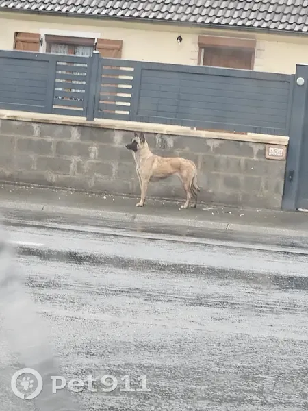 Chien craintif trouvé, Rue Petit Marais, Loffre - photo