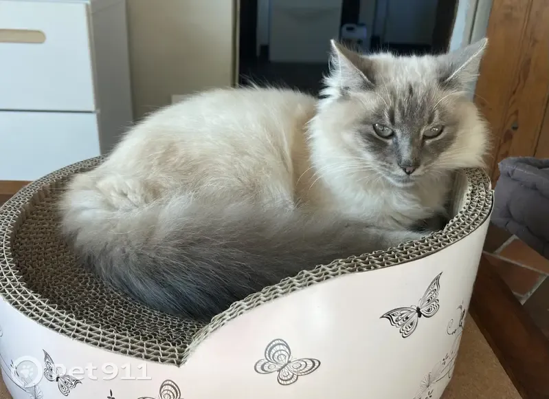 Chatte croisée siamois/grise perdue - photo