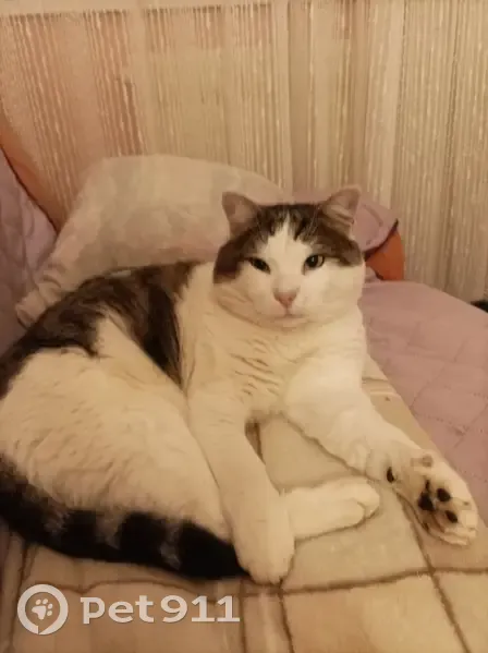 Chat trouvé, mâle non pucé, non castré - photo