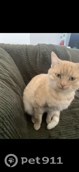 Chat Nala perdue, roux clair, collier rose - photo