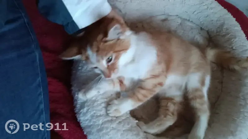 Chaton roux et blanc trouvé dans cour pluvieuse - photo