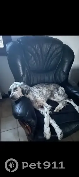 Chien Setter perdu à Lille, La Madeleine - photo