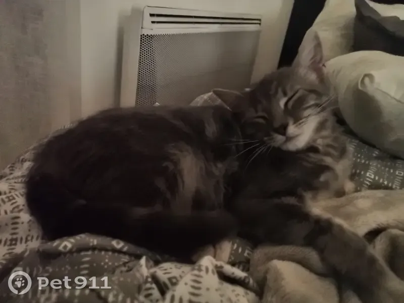 Chat gris tigré perdu à Lyon - photo