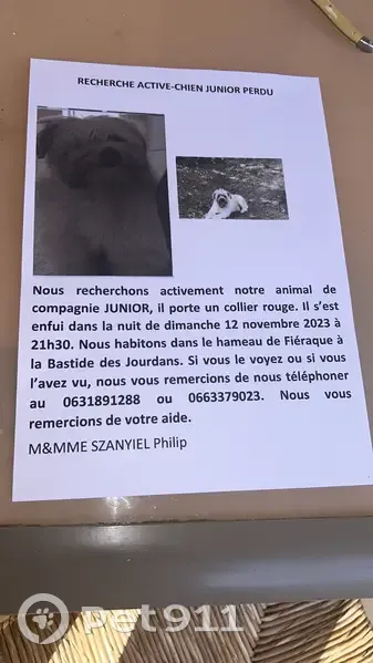 Chien Junior disparu, pucé-ICAD, Rue Eugène Brunel, Apt - photo