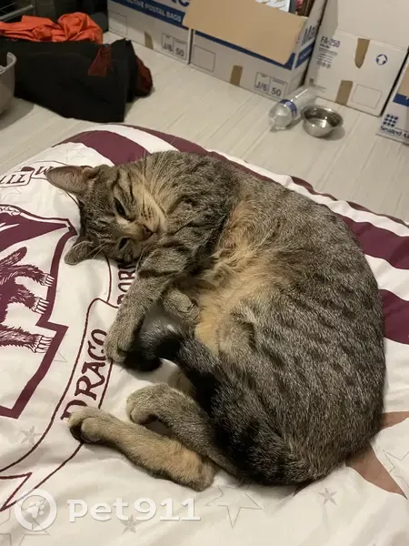 Chat trouvé sans puce à Pont-sur-Yonne - photo