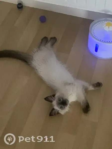 Chat Croisé Ragdoll-Siamois Perdu - photo