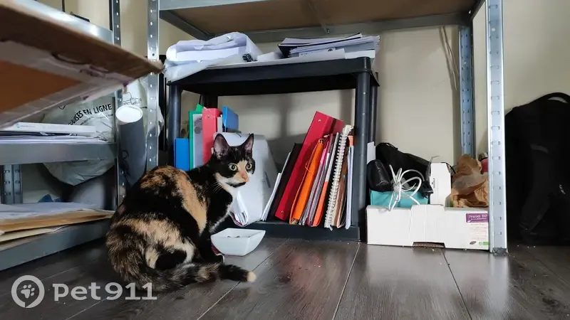 Chaton écaille trouvé à Angers - photo