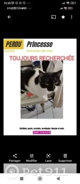 Chatte européenne perdue à Amiens - photo