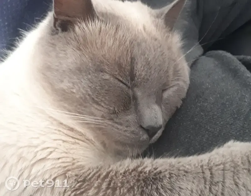 Chat Birman perdu - Essertaux D920 - photo