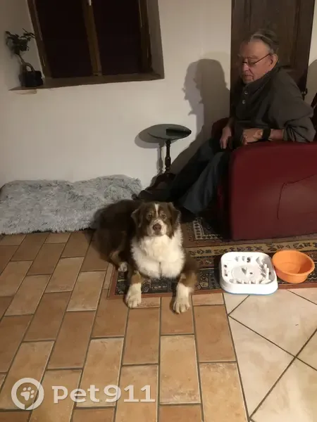 Chien Berger australien perdu - photo