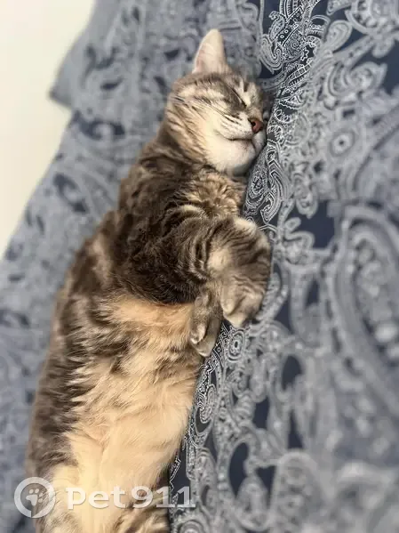 Chat gris perdu à Mérignac - photo