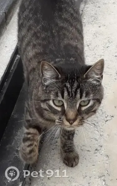 Chatte tigrée perdue à Thiétreville - photo