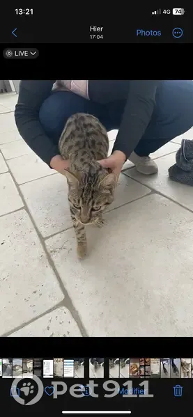 Chat tigré perdu à Bruguières - photo
