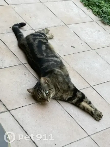 Chat tigré marron/noir perdu - photo