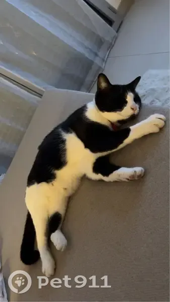 Chatte bicolore perdue à Marseille - photo