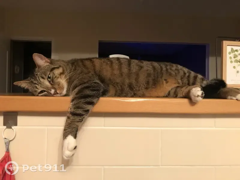 Chat tigré Chaussette perdu - photo