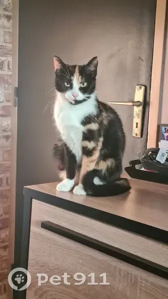 Chatte Tina perdue à Arçonnay - photo