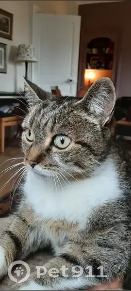 Chatte marron perdue à Sartrouville - photo
