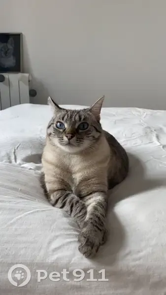 Chat aux yeux bleus perdu à Brest - photo