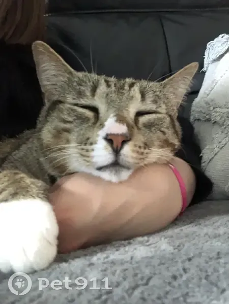 Chat tigré perdu à Cognac - photo