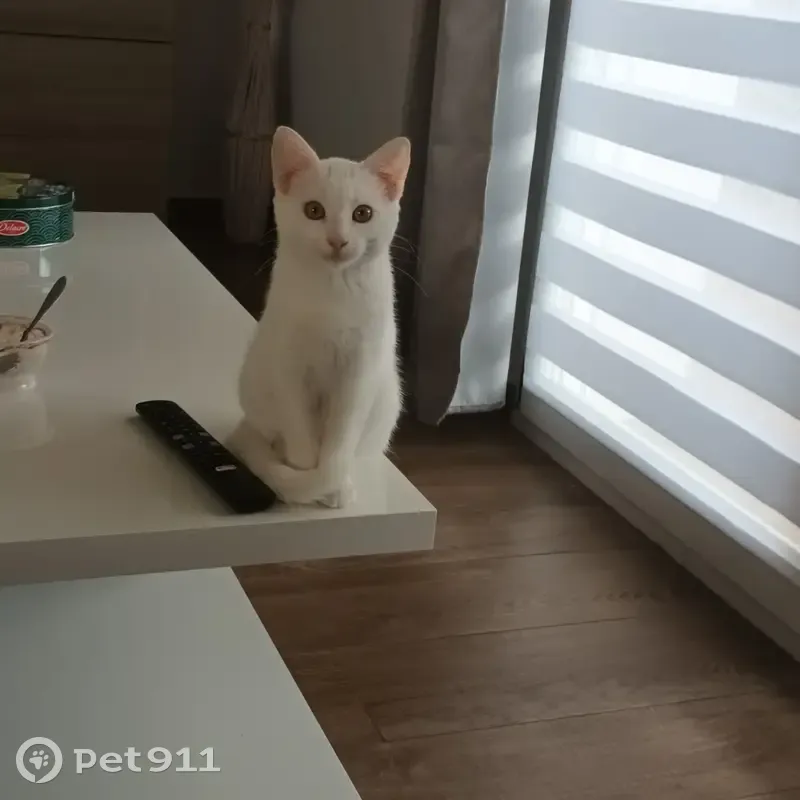 Perdue: Canelle, chatte blanche - photo