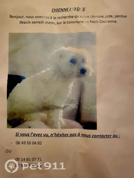 Chienne Bichon Perdue en Juin - photo