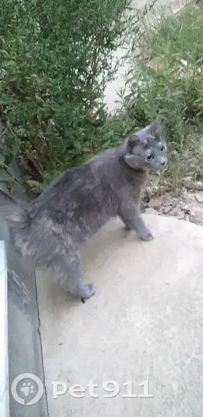 Chatte Griselle perdue à Bezons - photo