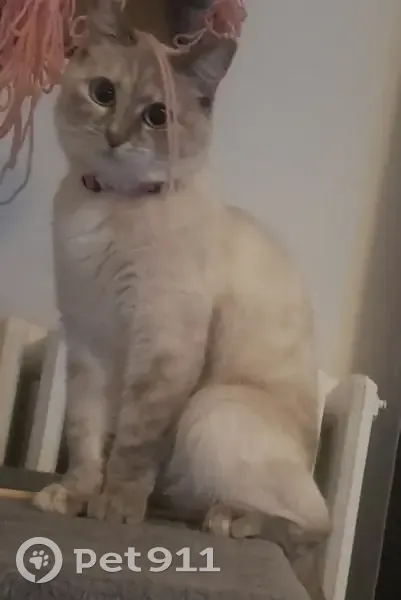 Chat tigré aux yeux bleus perdu - photo
