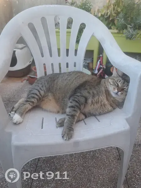 Chatte tigrée disparue à Nîmes - photo