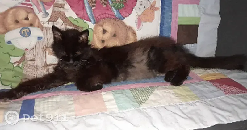 Chat perdu, Le Cheylas, 2 colliers - photo