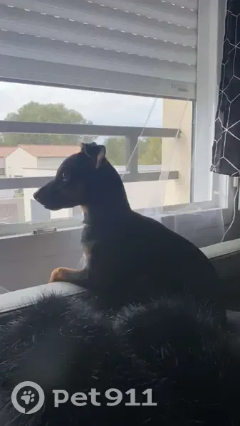 Chiot croisé perdu - Nina - photo