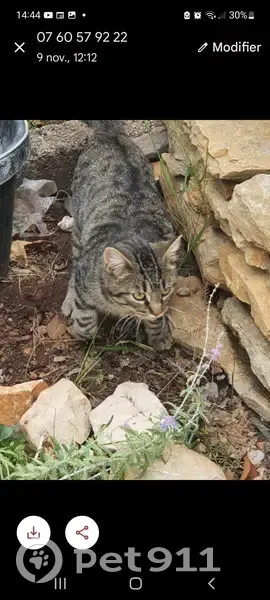 Chat craintif disparu à Toulon - photo